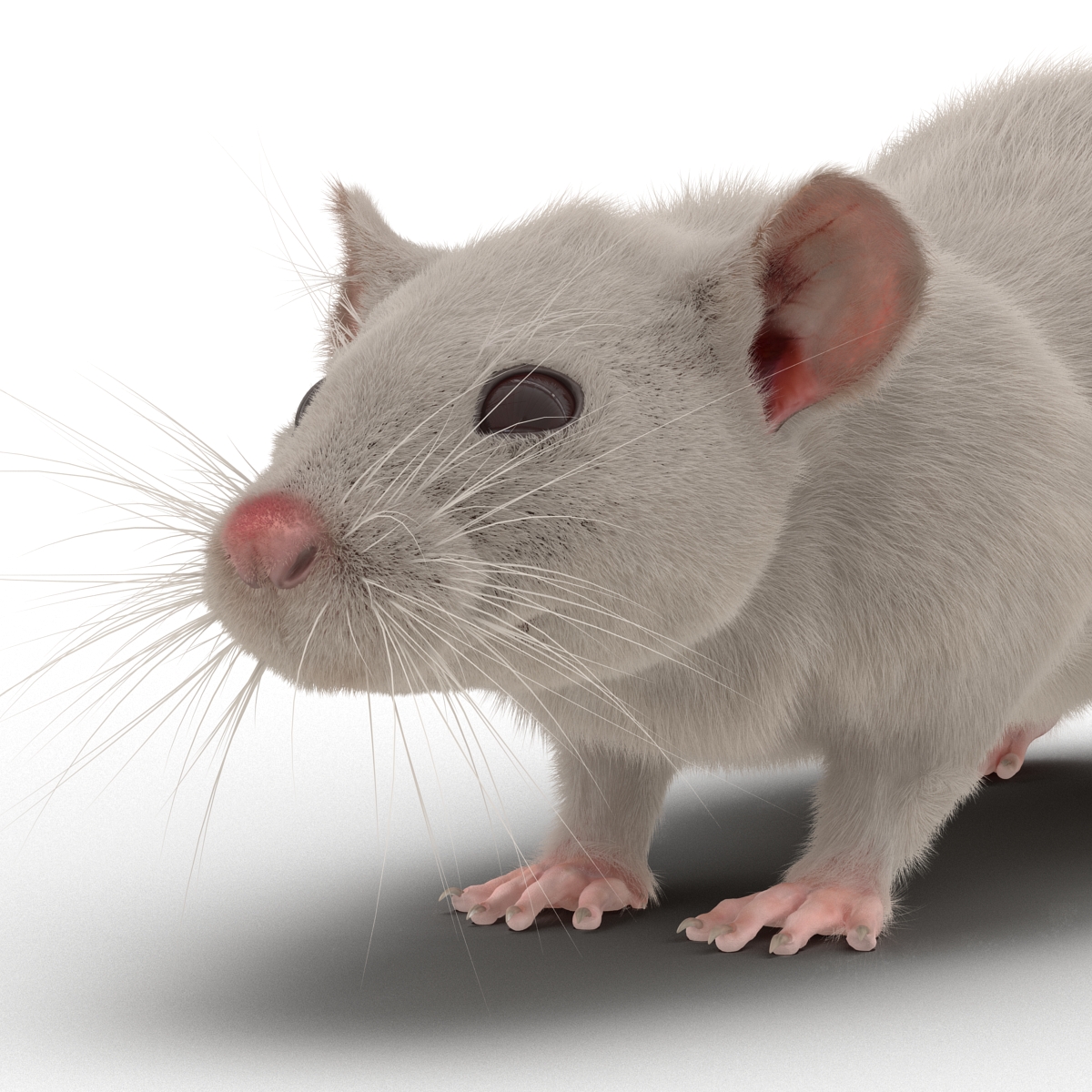 White Rat 3D model