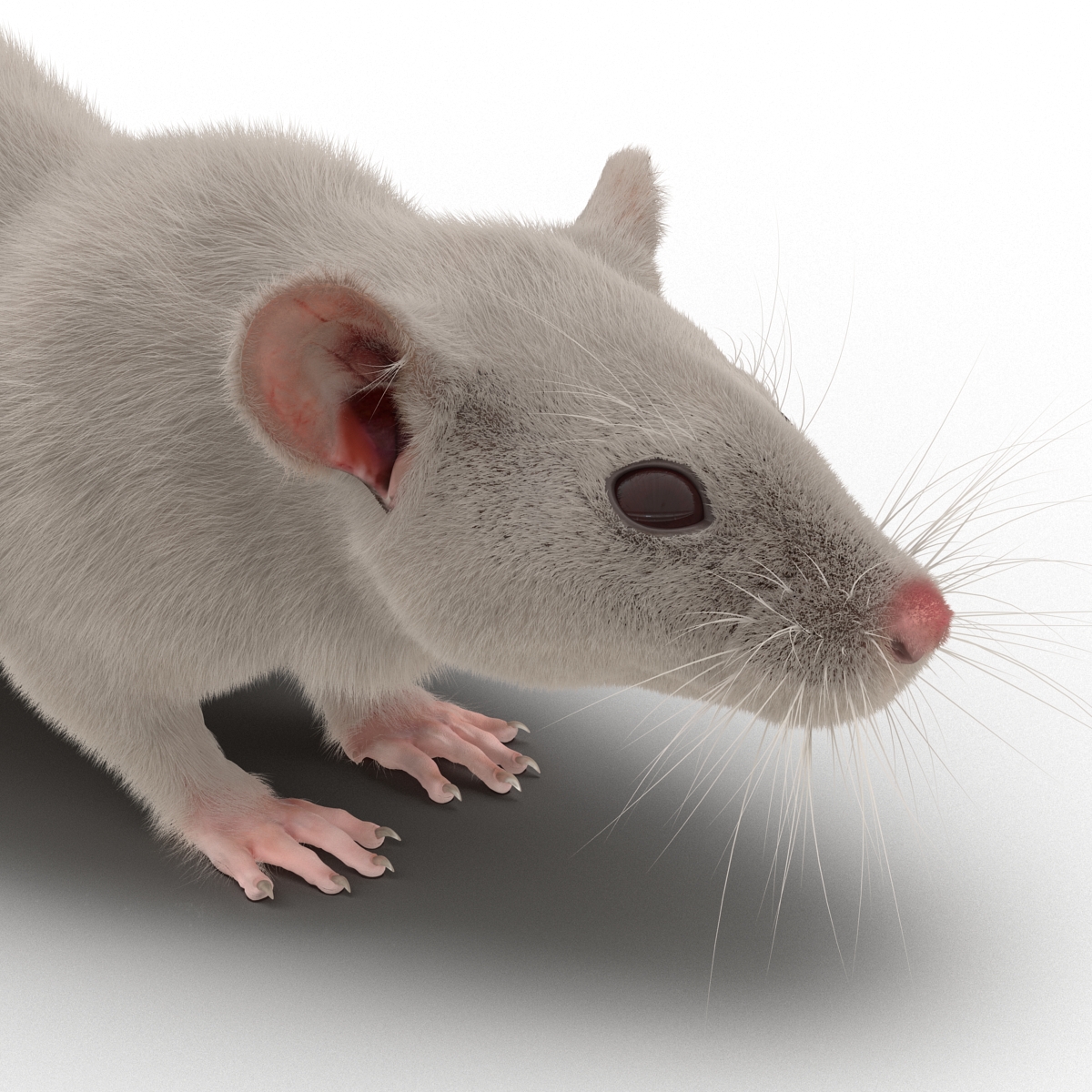 White Rat 3D model