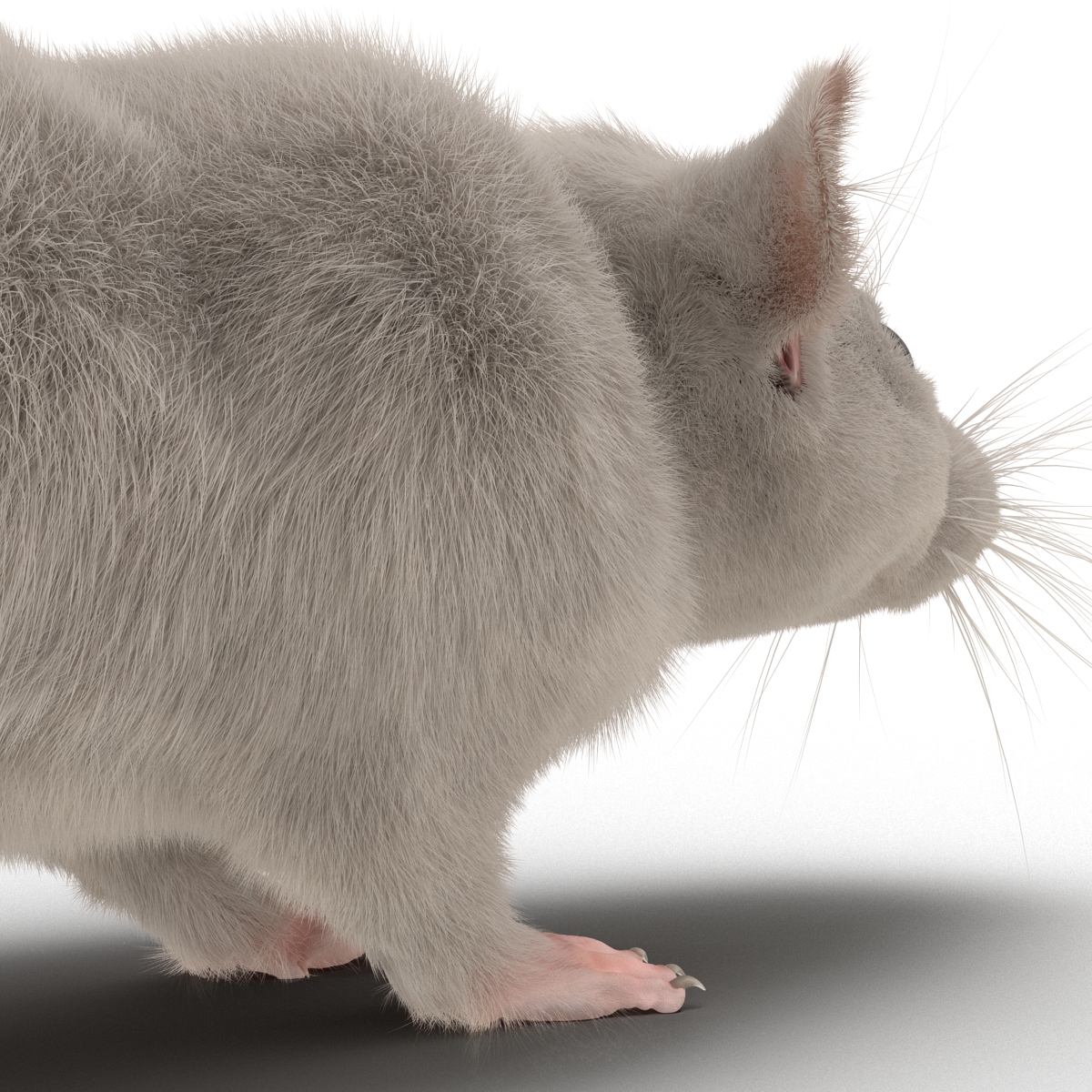 White Rat 3D model