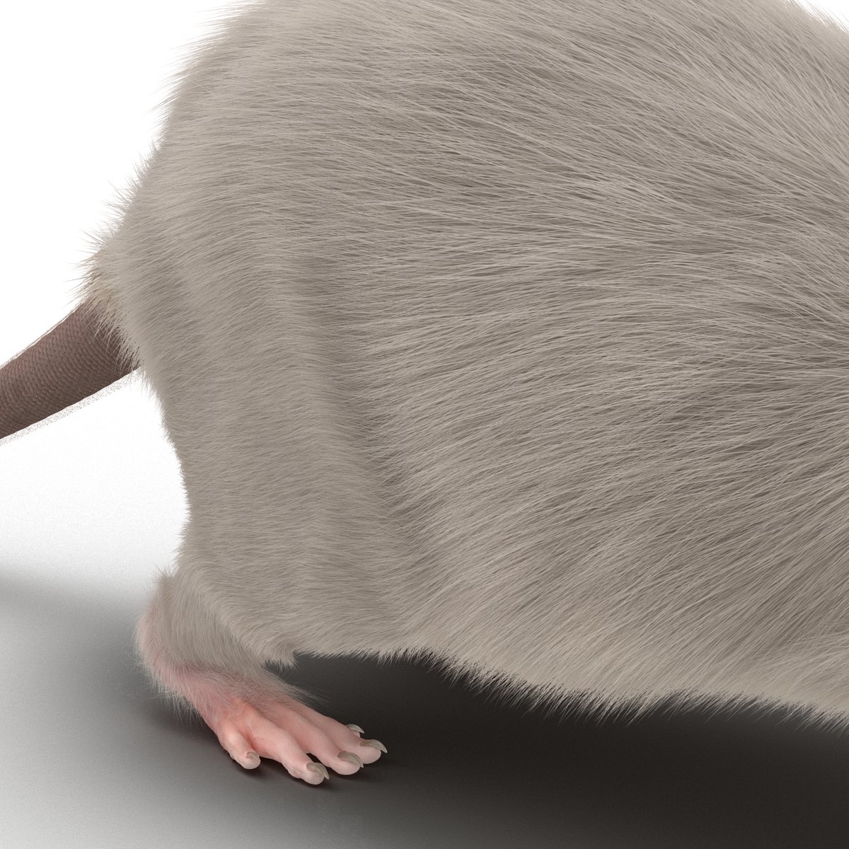 White Rat 3D model