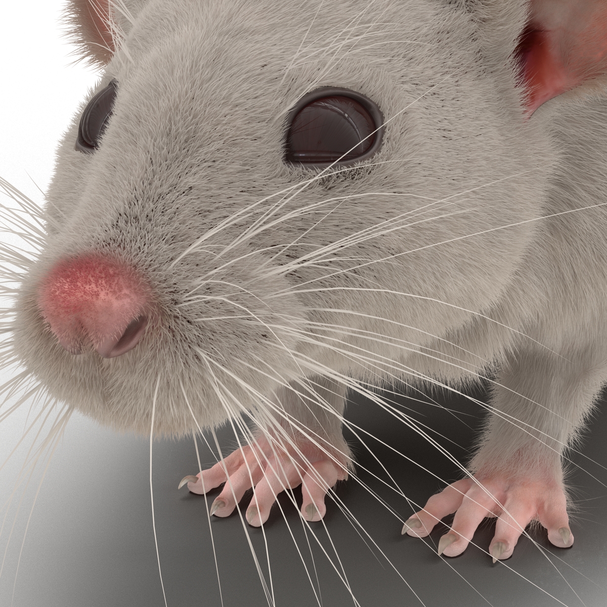 White Rat 3D model