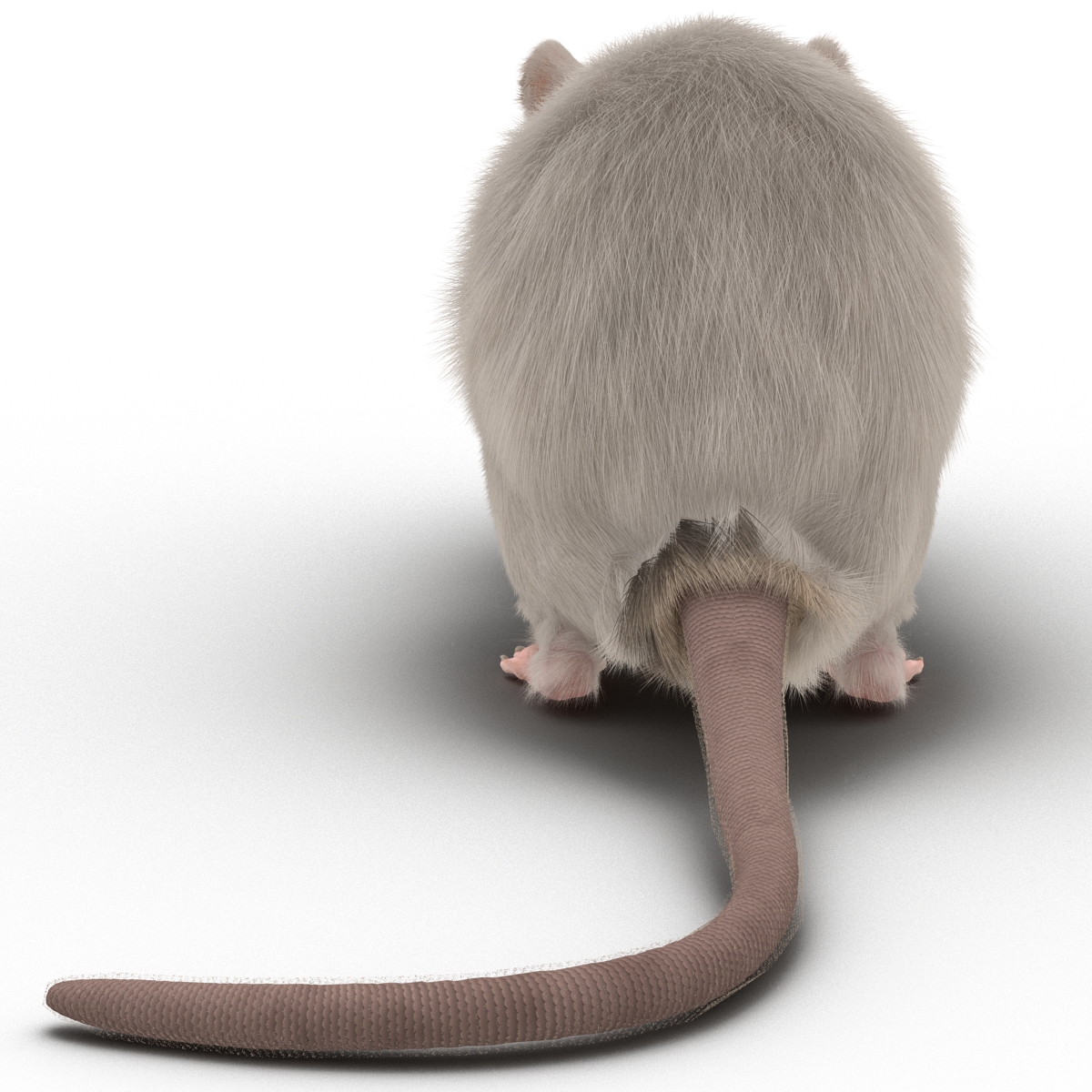 3D White Rat Pose 4