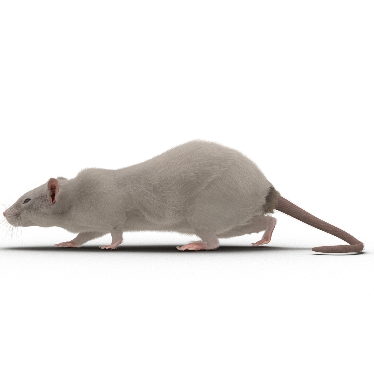 3D White Rat Pose 3