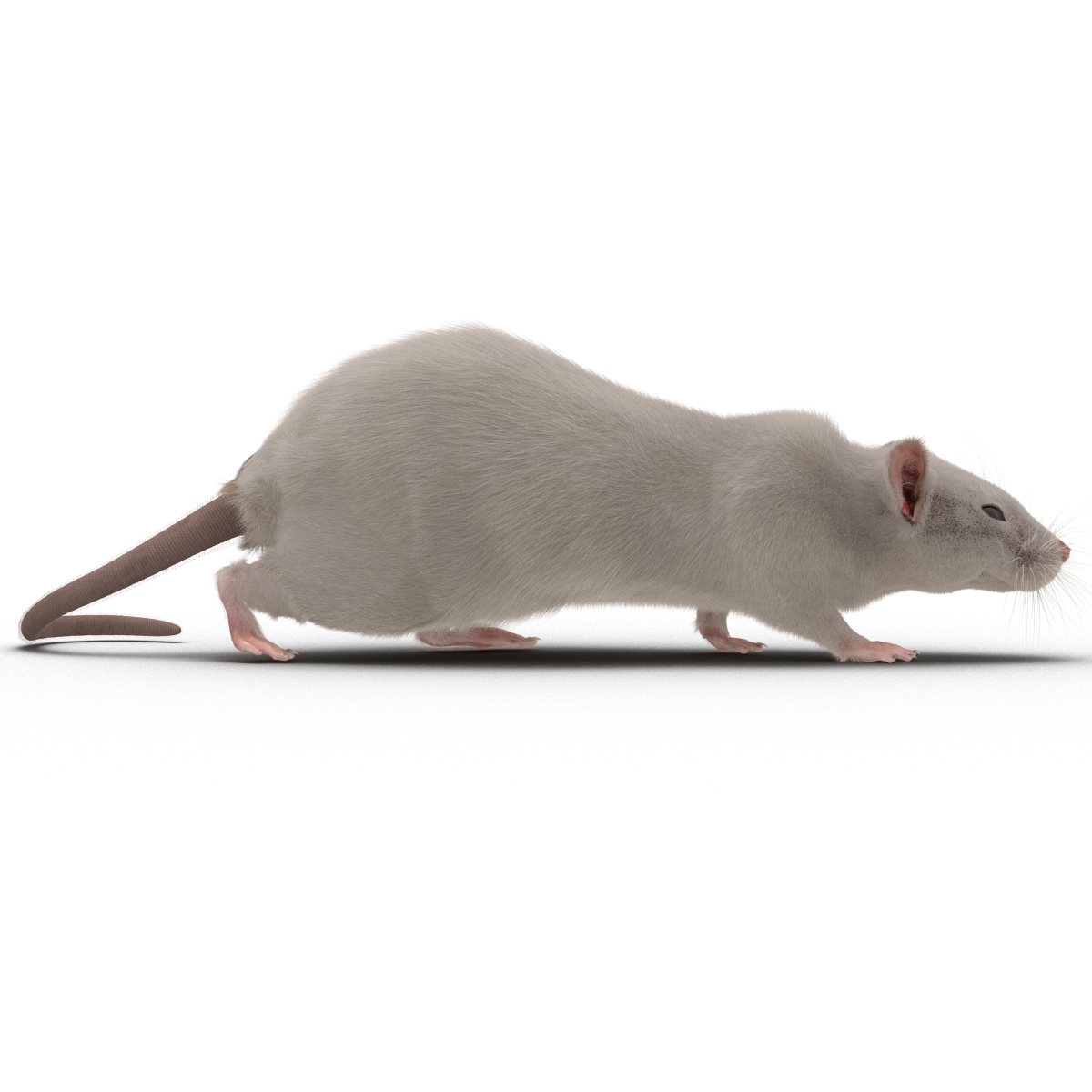 3D White Rat Pose 3