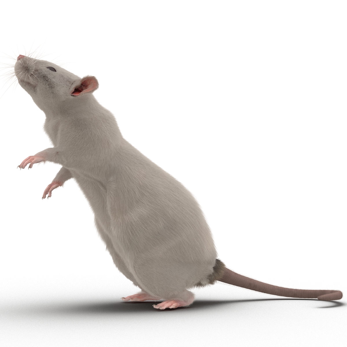 3D White Rat Pose 2