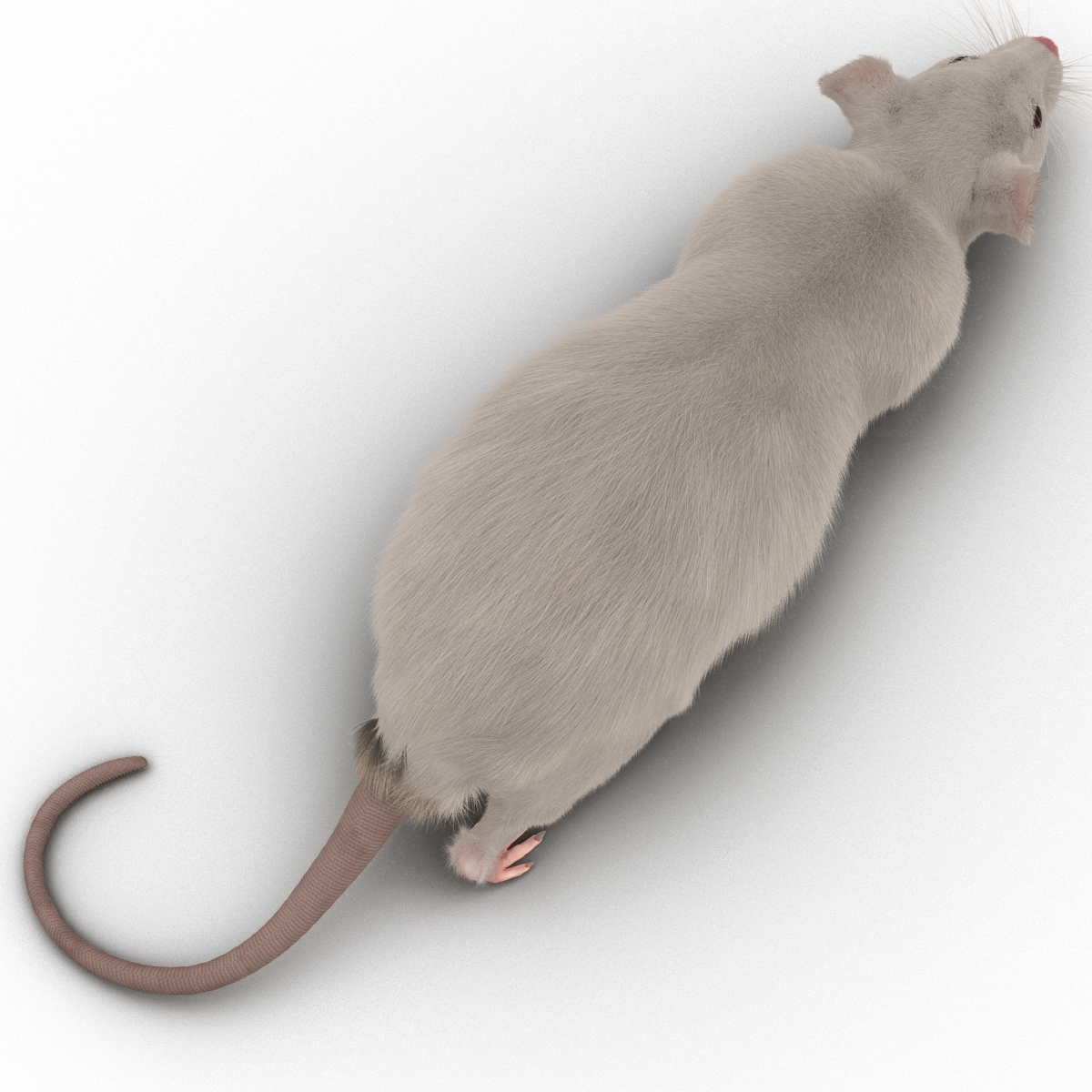 3D White Rat Pose 3