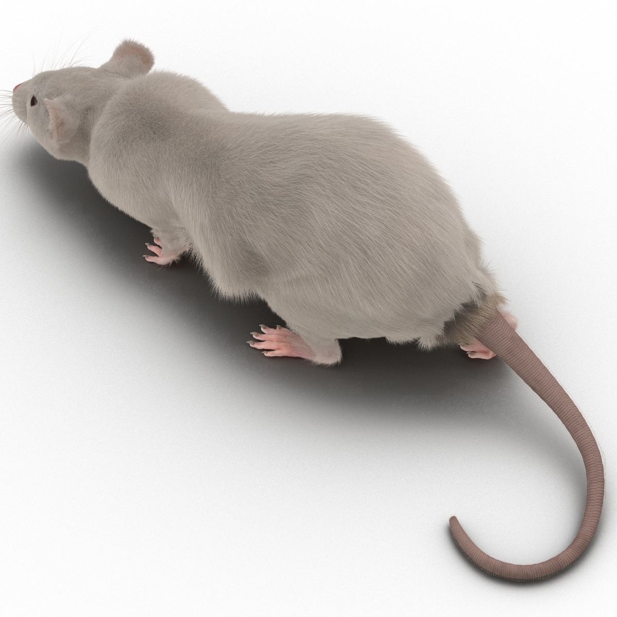 3D White Rat Pose 3