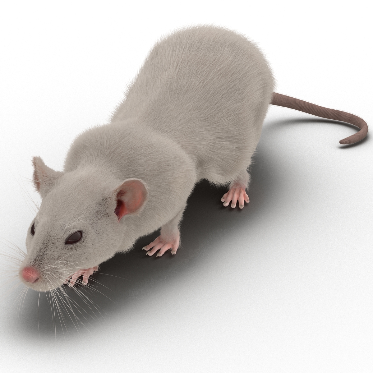 3D White Rat Pose 3