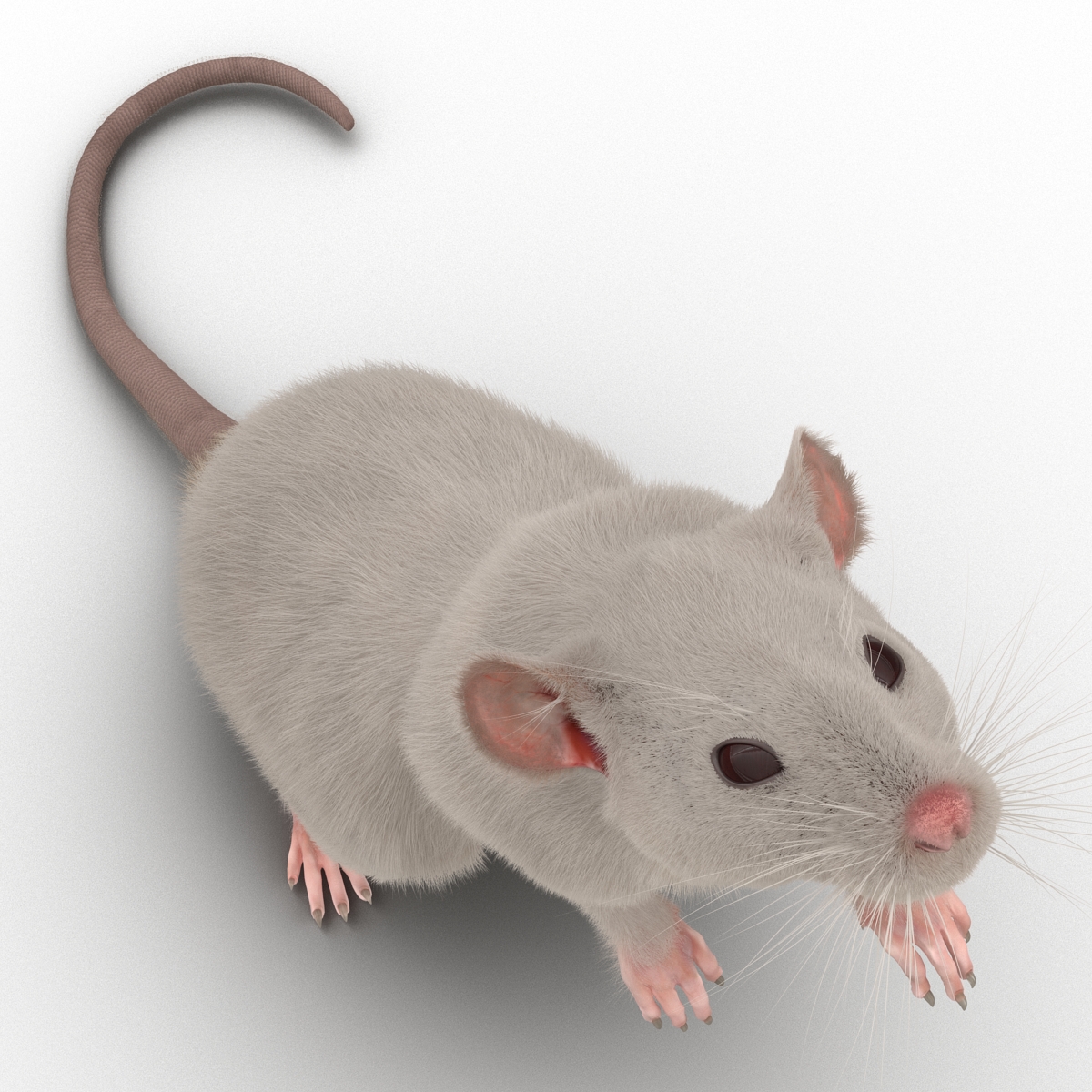 3D White Rat Pose 2