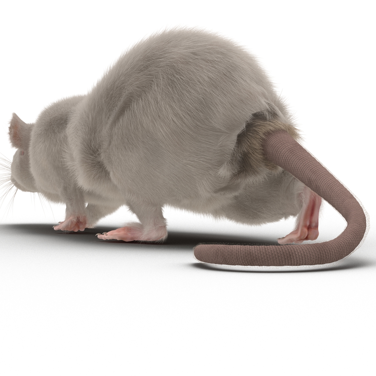 3D White Rat Pose 3