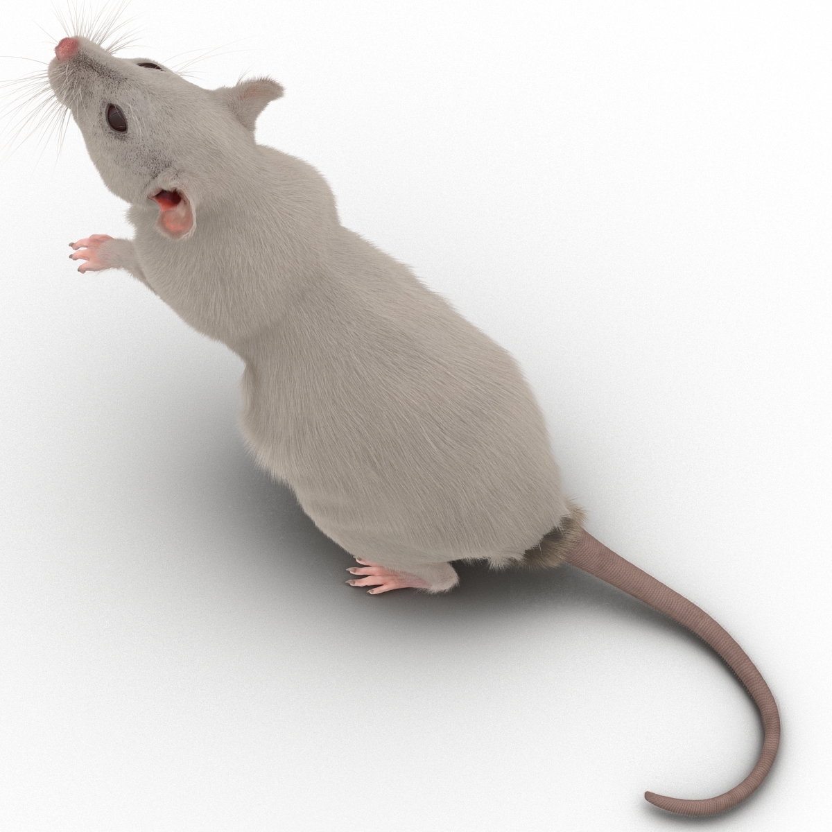 3D White Rat Pose 2