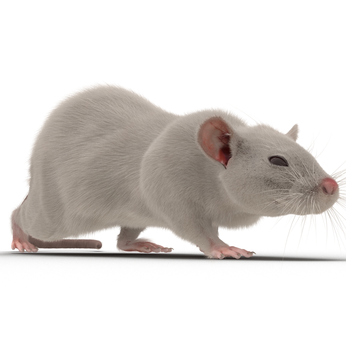 3D White Rat Pose 3