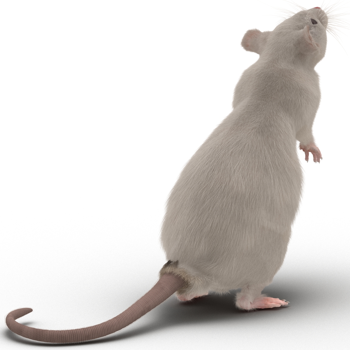 3D White Rat Pose 2