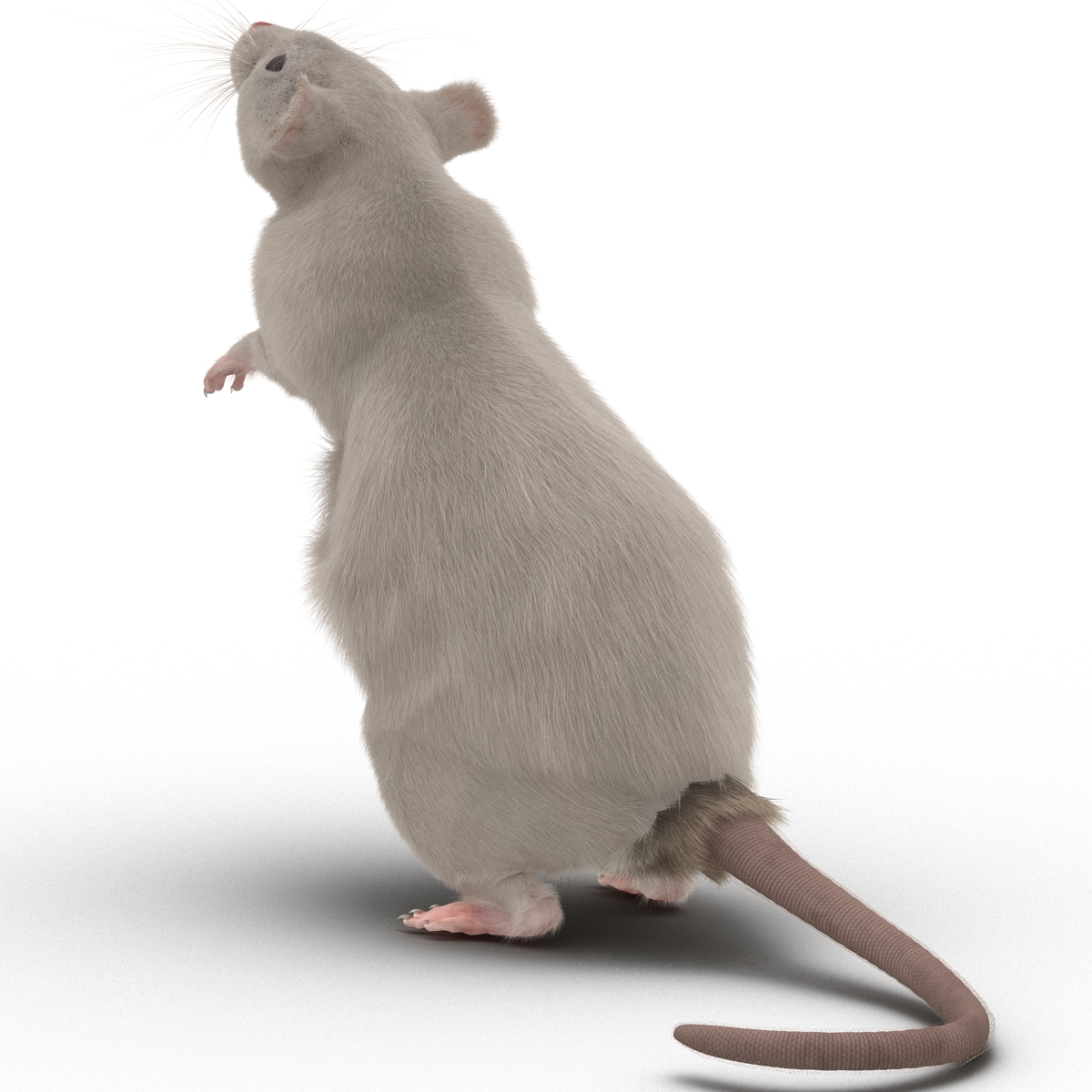 3D White Rat Pose 2