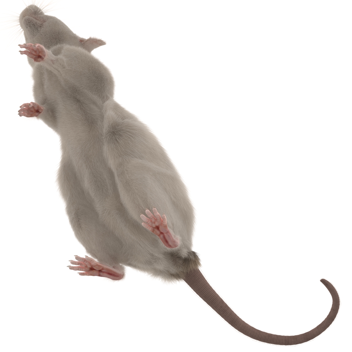 3D White Rat Pose 2