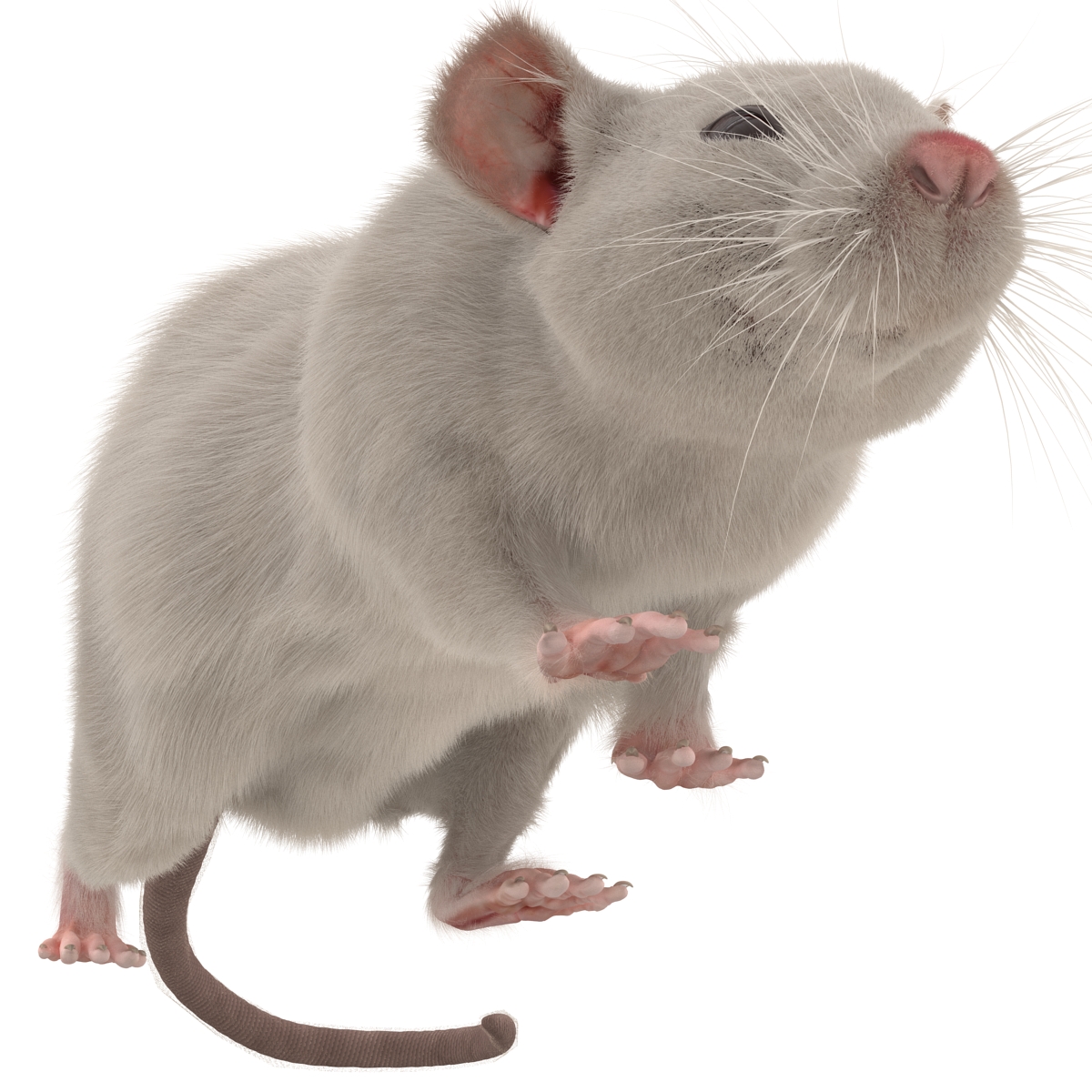 3D White Rat Pose 3