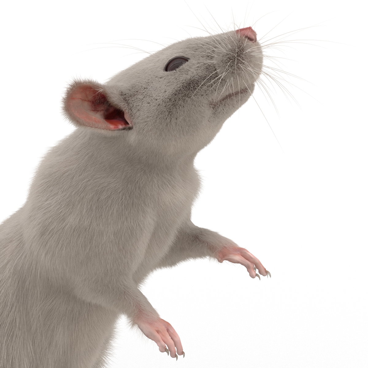 3D White Rat Pose 2