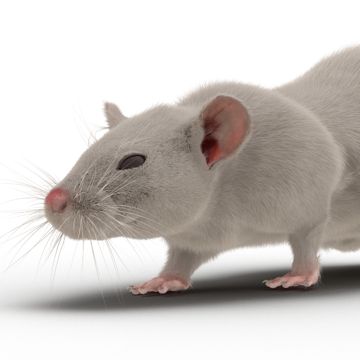 3D White Rat Pose 3