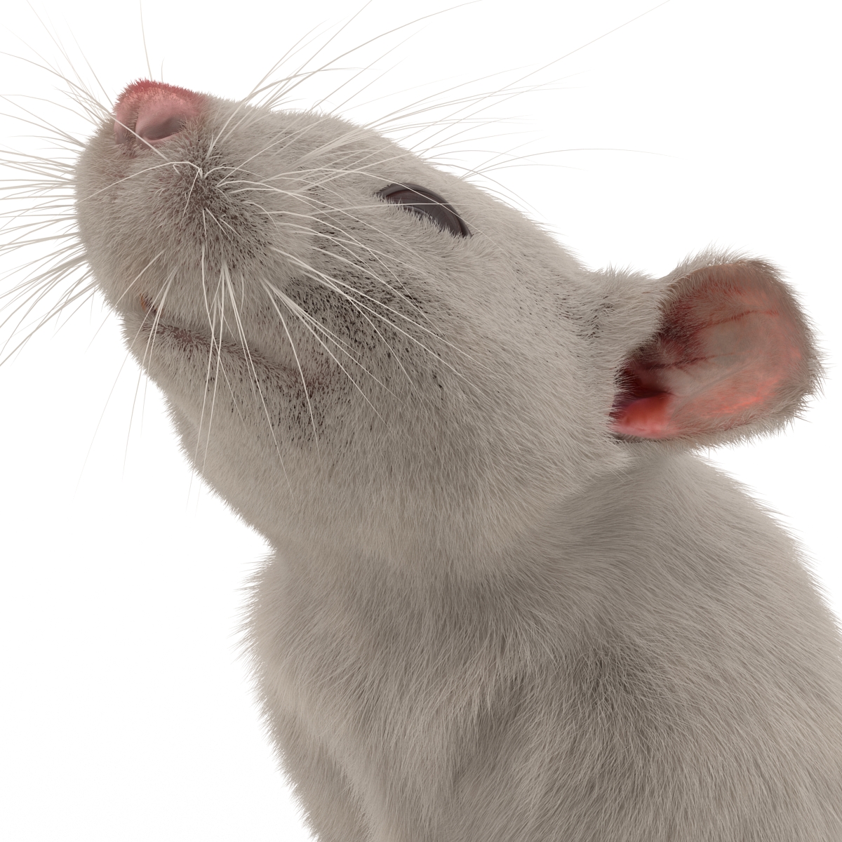 3D White Rat Pose 2