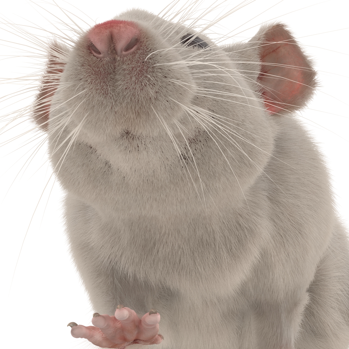 3D White Rat Pose 3