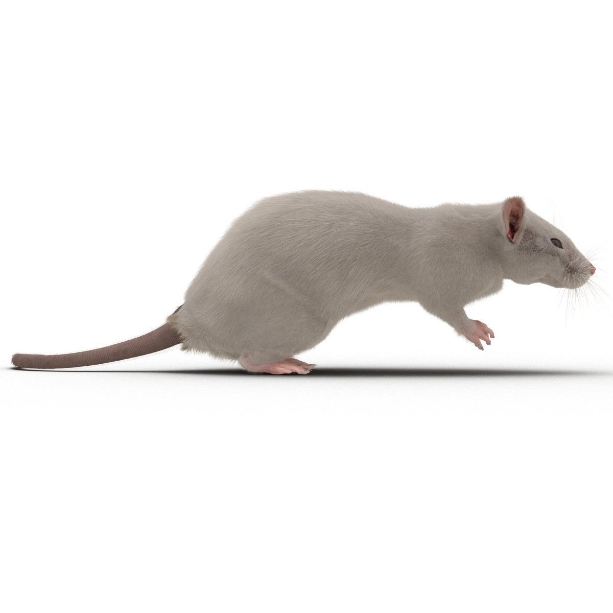 3D White Rat Rigged