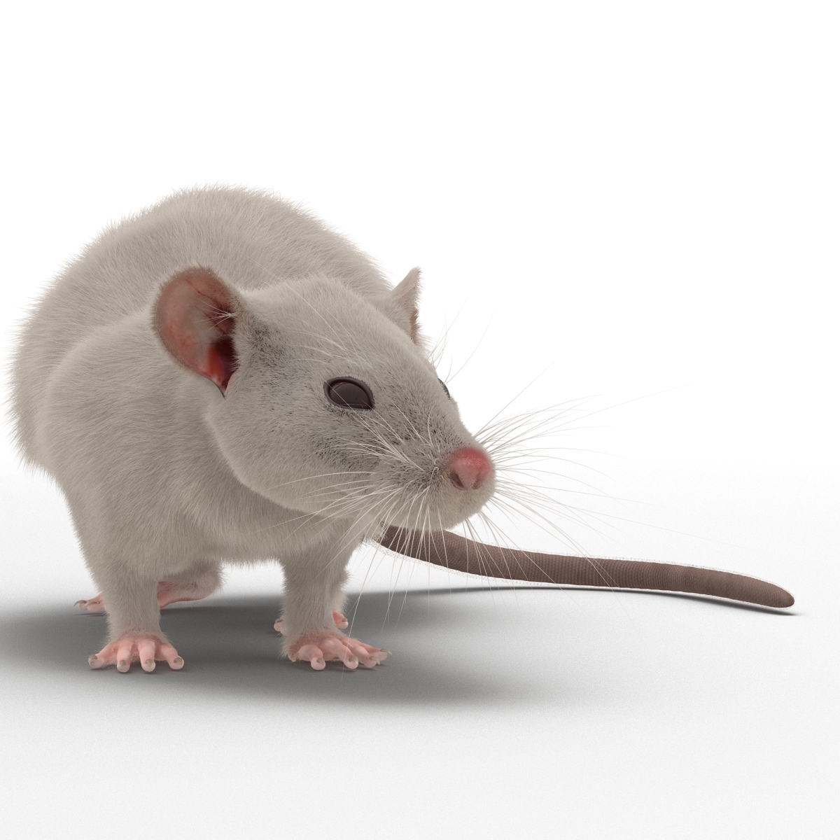 3D White Rat Rigged