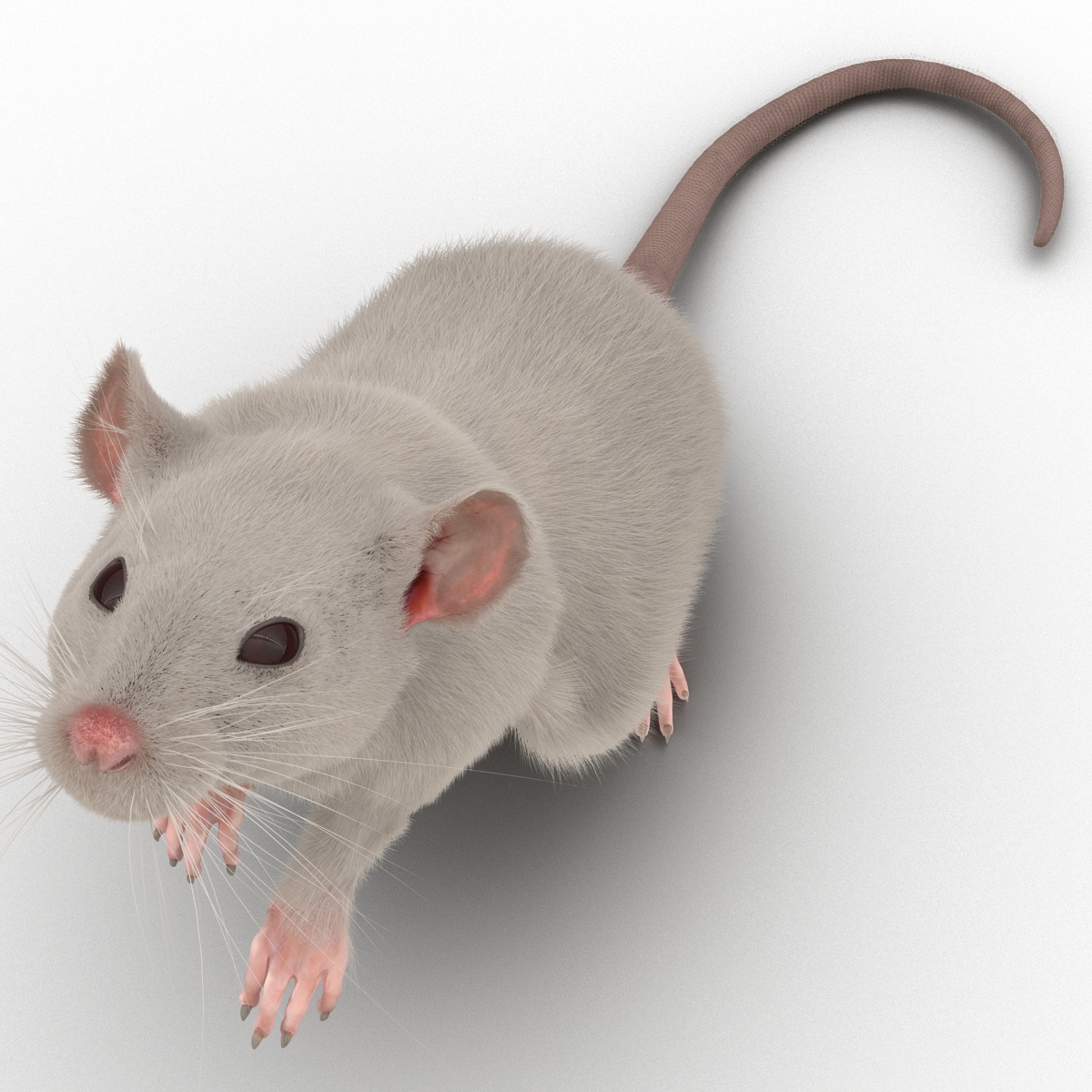 3D White Rat Rigged