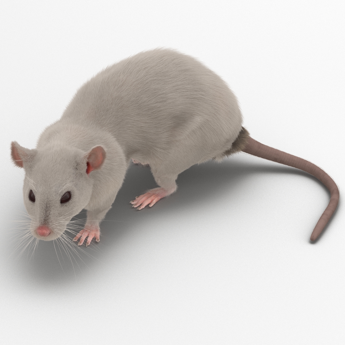 3D White Rat Rigged