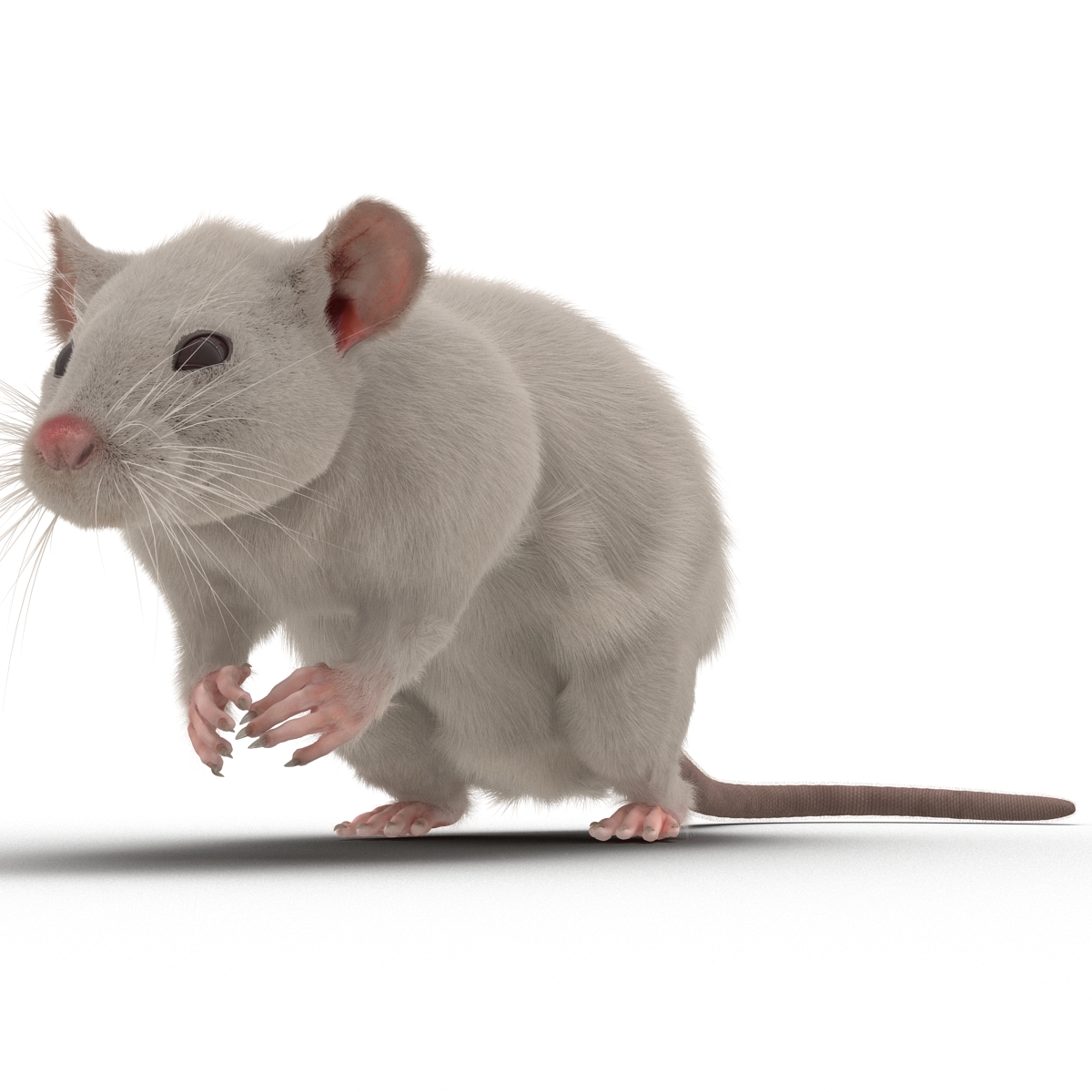 3D White Rat Rigged