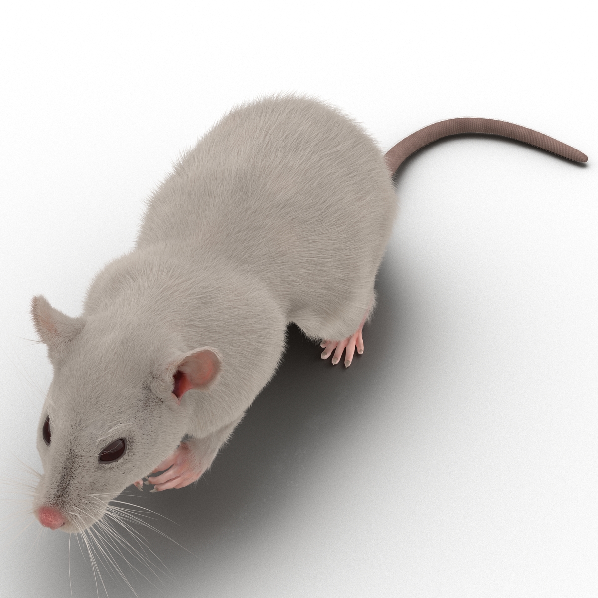 3D White Rat Rigged