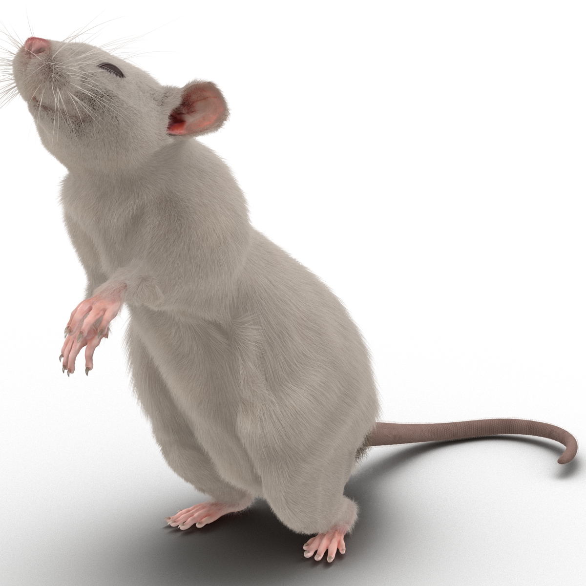 3D White Rat Rigged