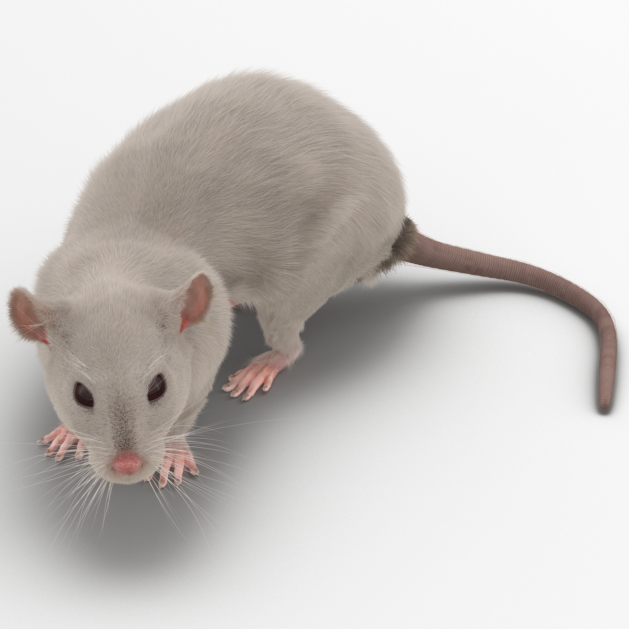 3D White Rat Pose 5