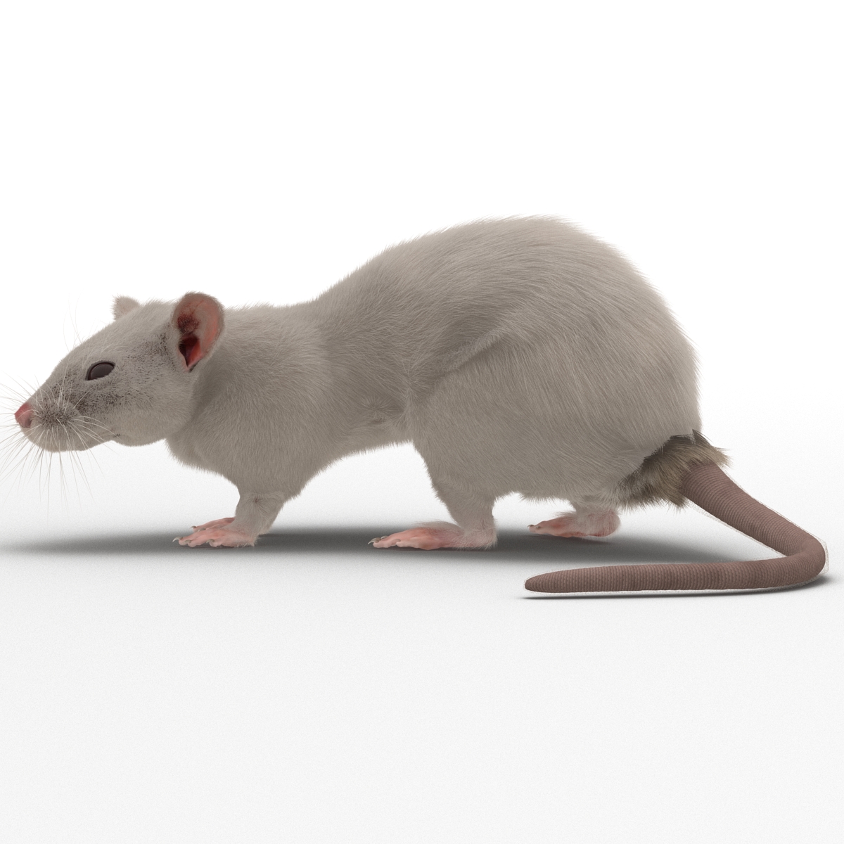 3D White Rat Pose 5