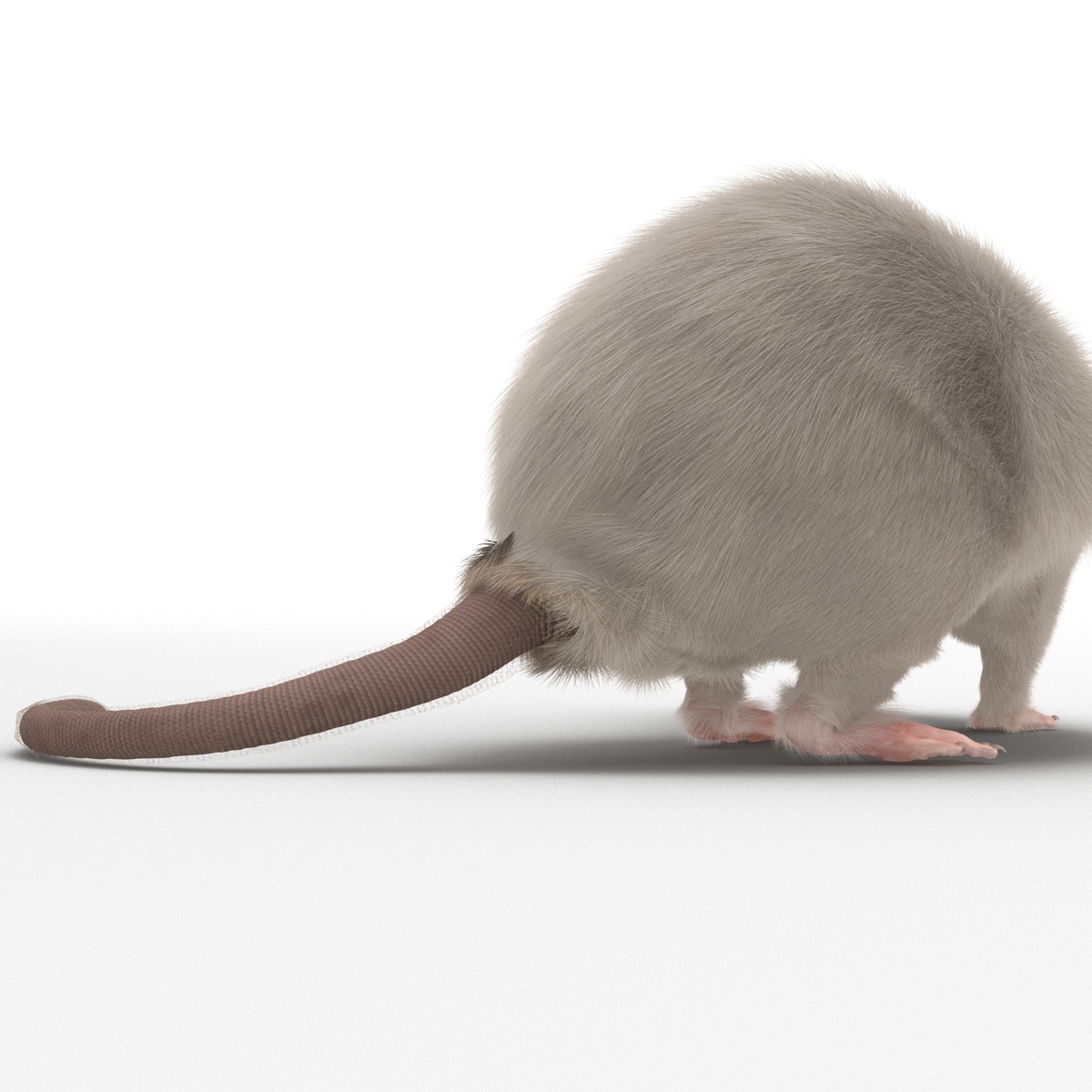 3D White Rat Pose 5