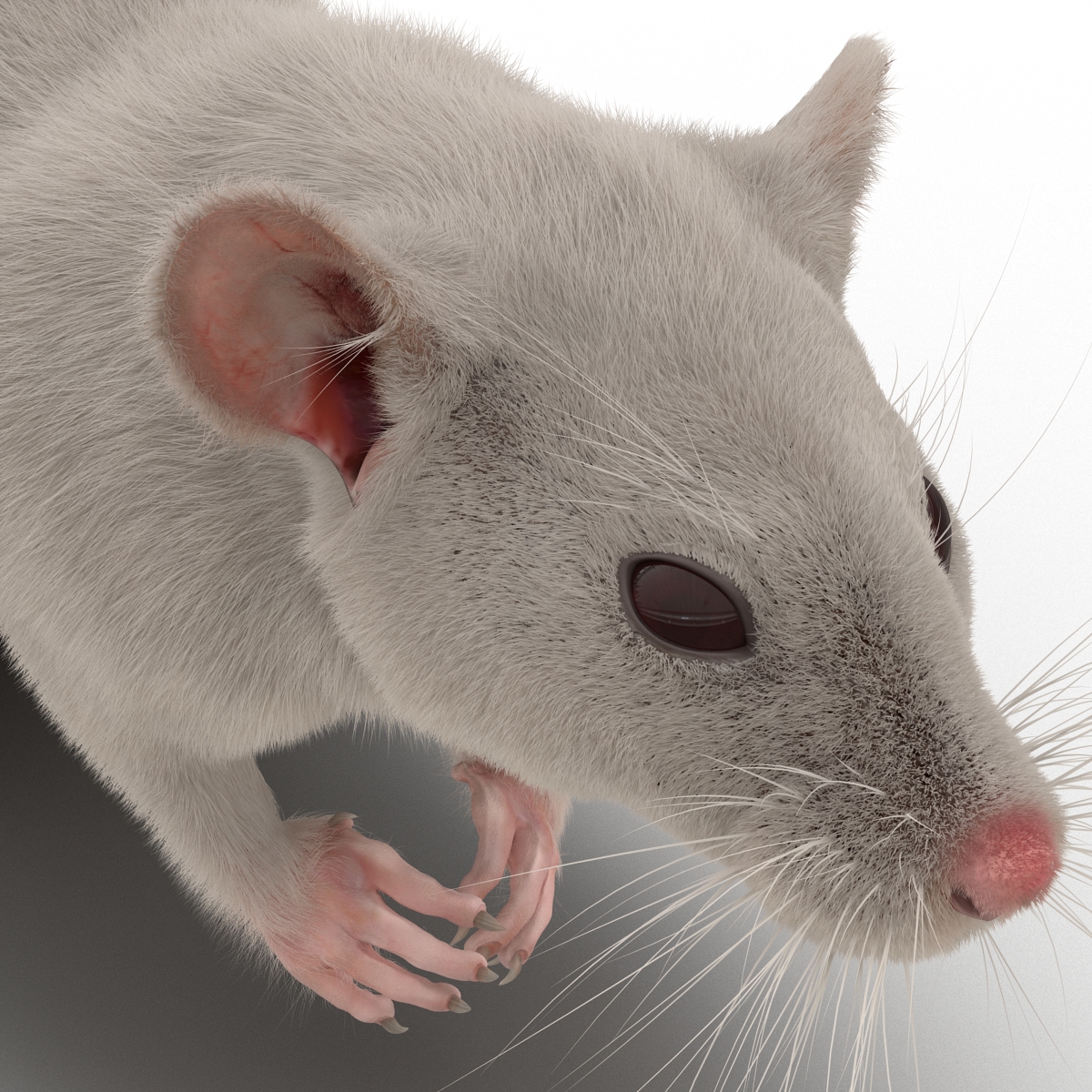 3D White Rat Rigged