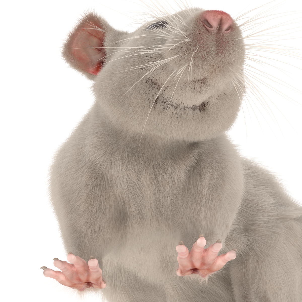 3D White Rat Pose 5