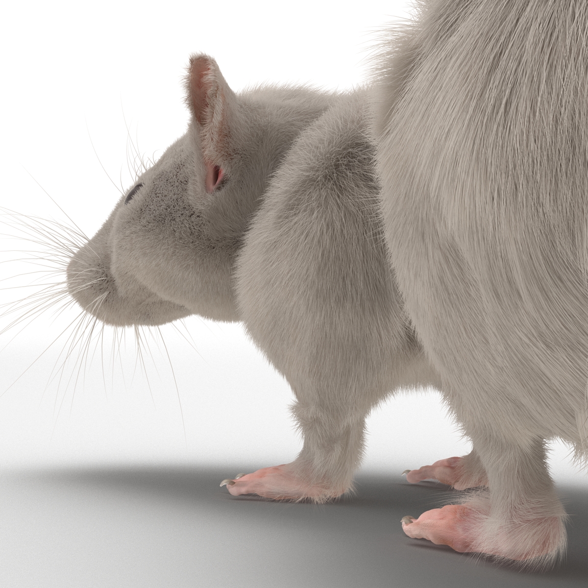 3D White Rat Pose 5