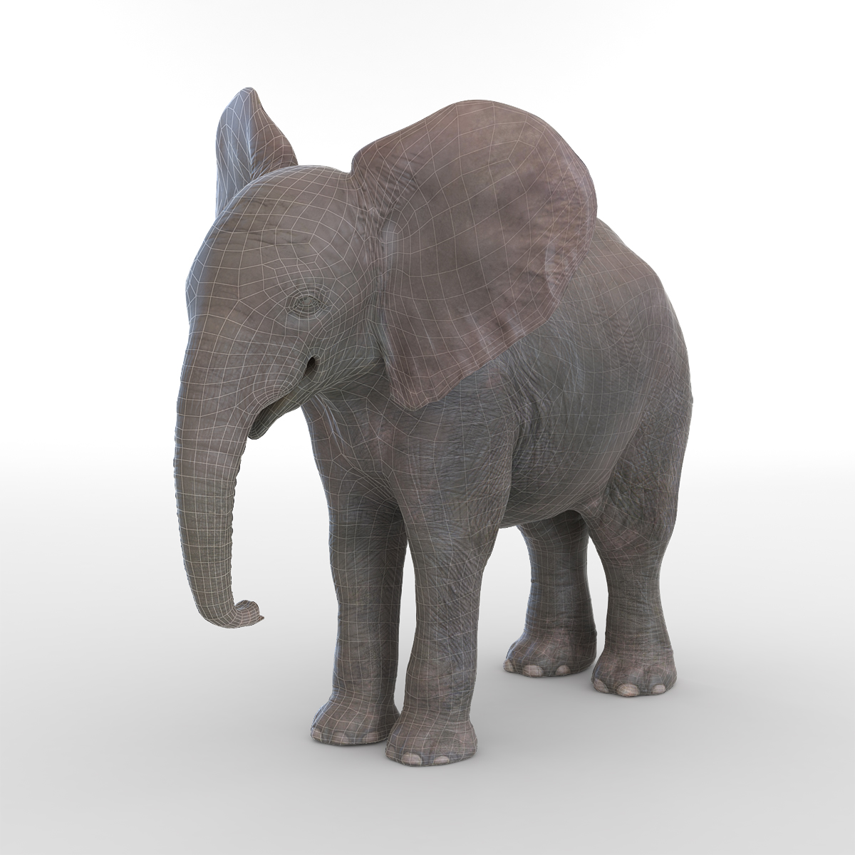 3D Baby Elephant model