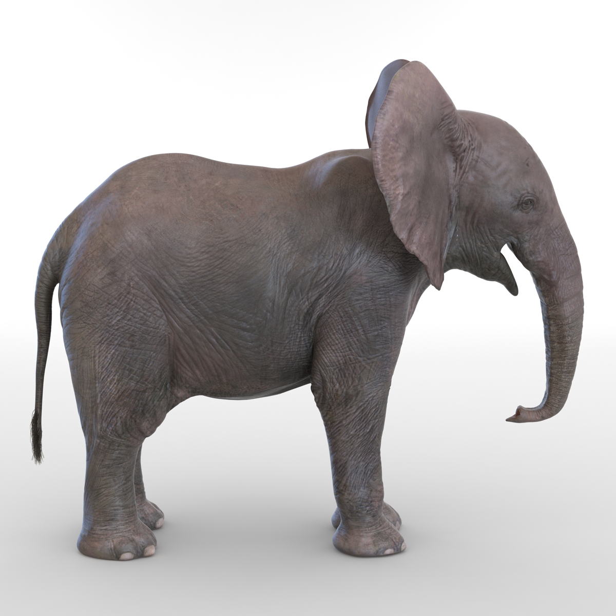 3D Baby Elephant model