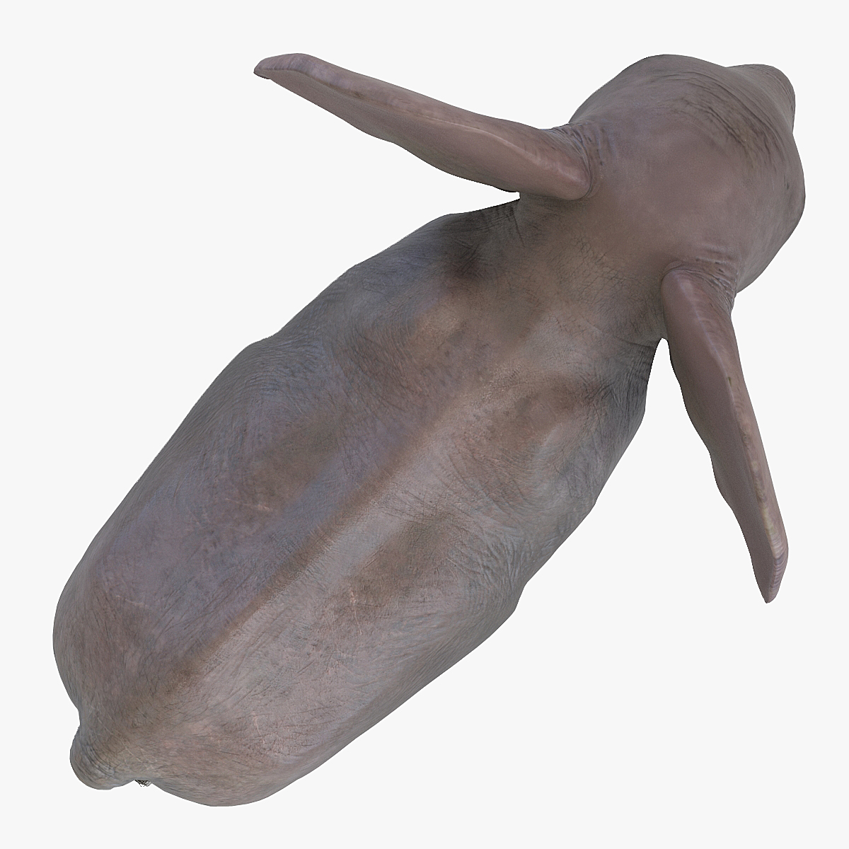 3D Baby Elephant model