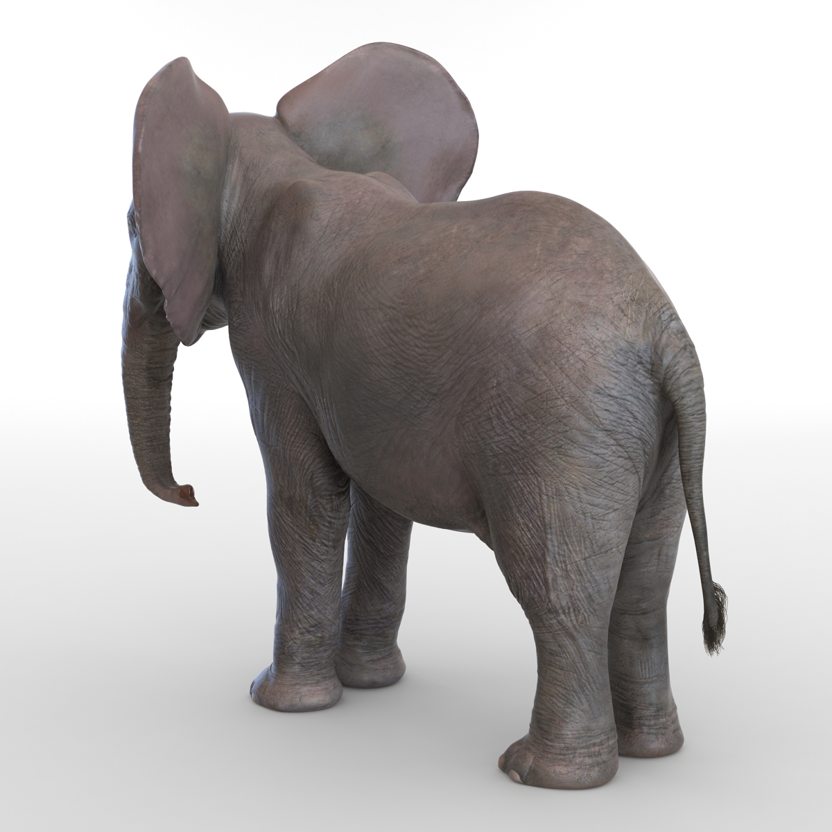 3D Baby Elephant model