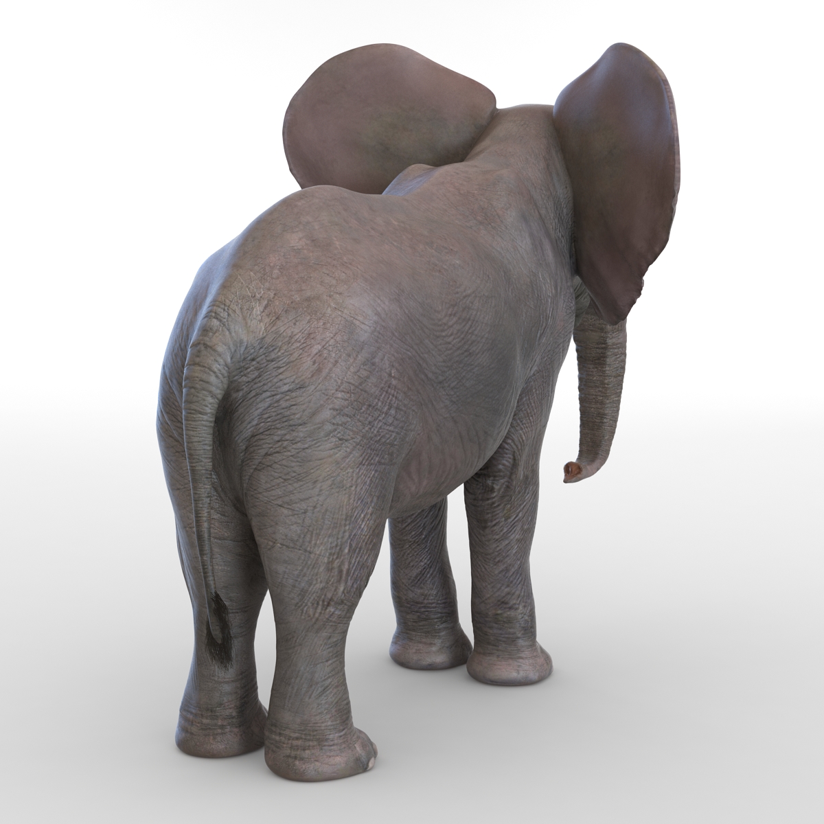 3D Baby Elephant model