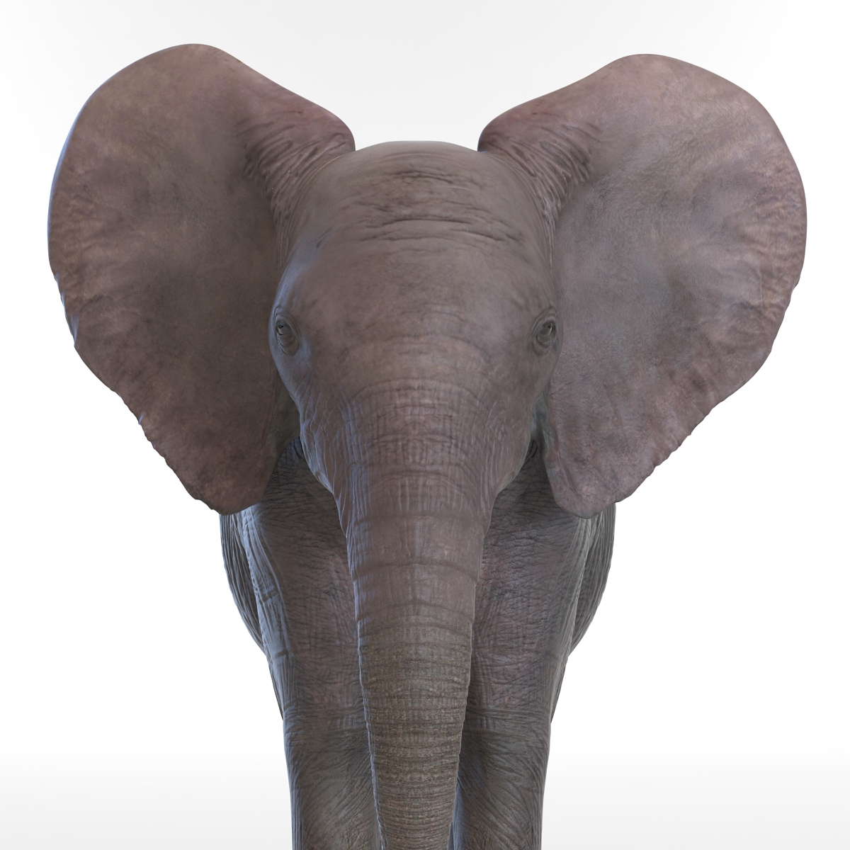 3D Baby Elephant model