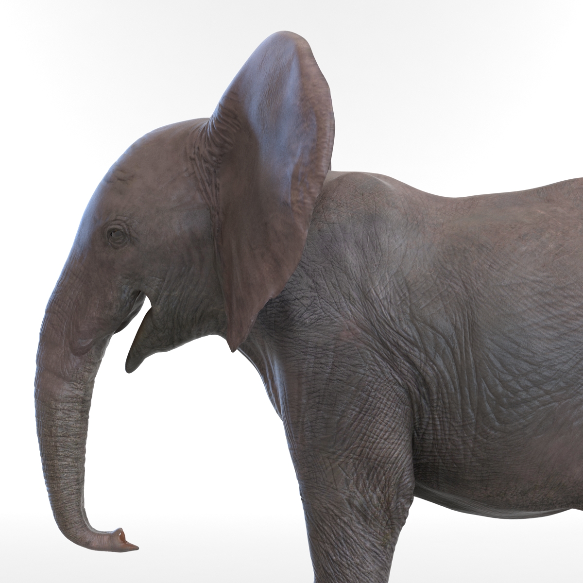 3D Baby Elephant model