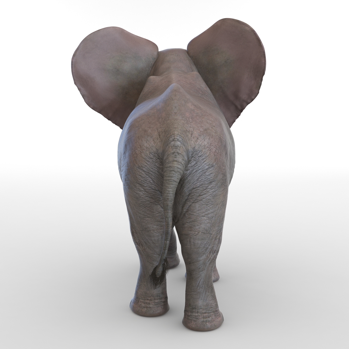 3D model Baby Elephant Pose 2