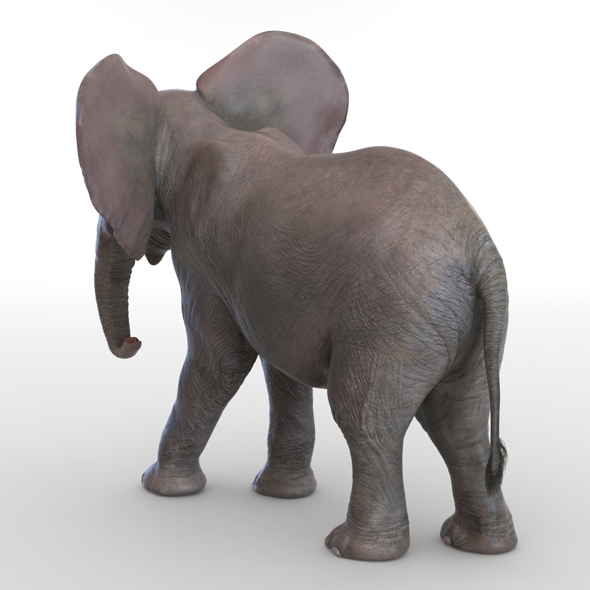 3D model Baby Elephant Pose 2