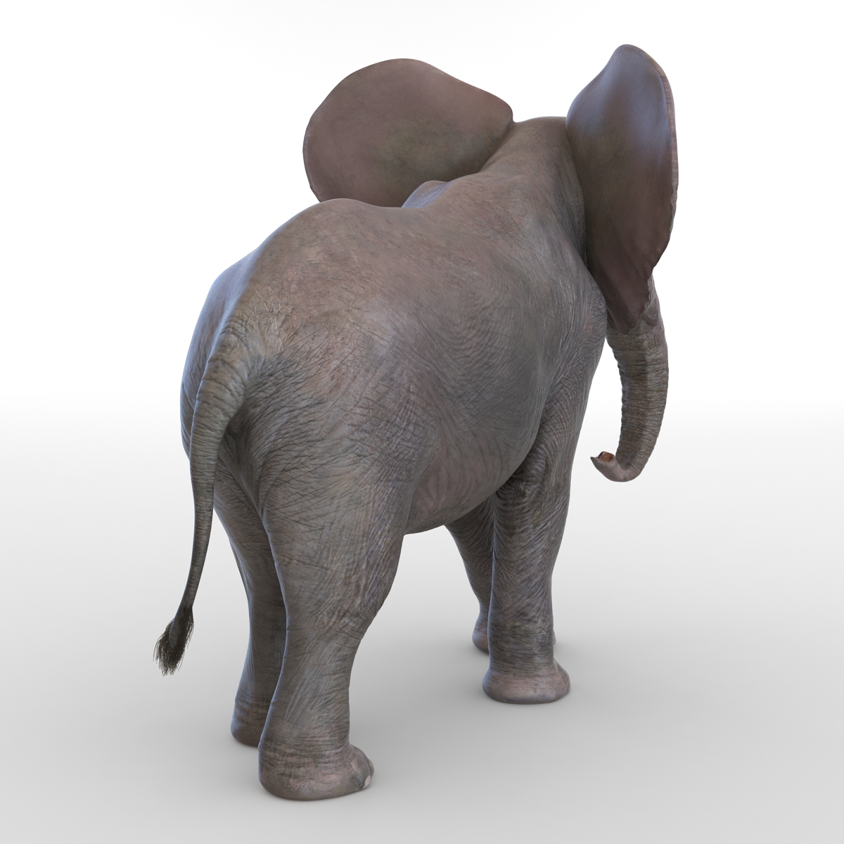 3D model Baby Elephant Pose 2