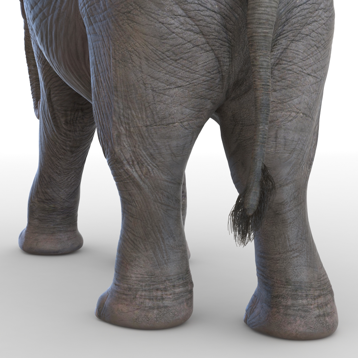 3D model Baby Elephant Pose 2