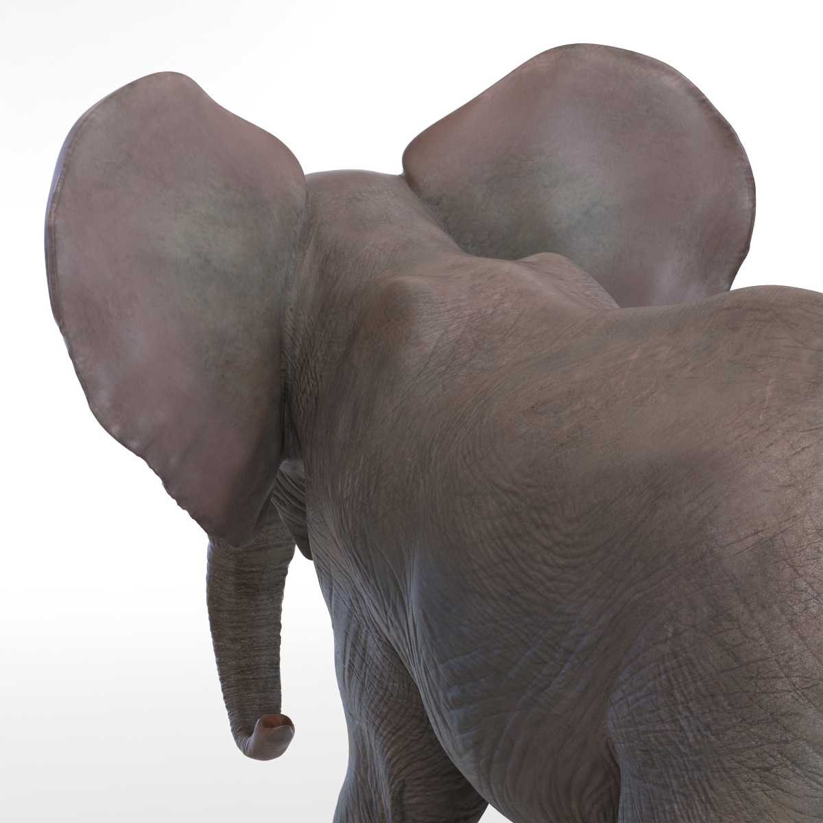 3D model Baby Elephant Pose 2