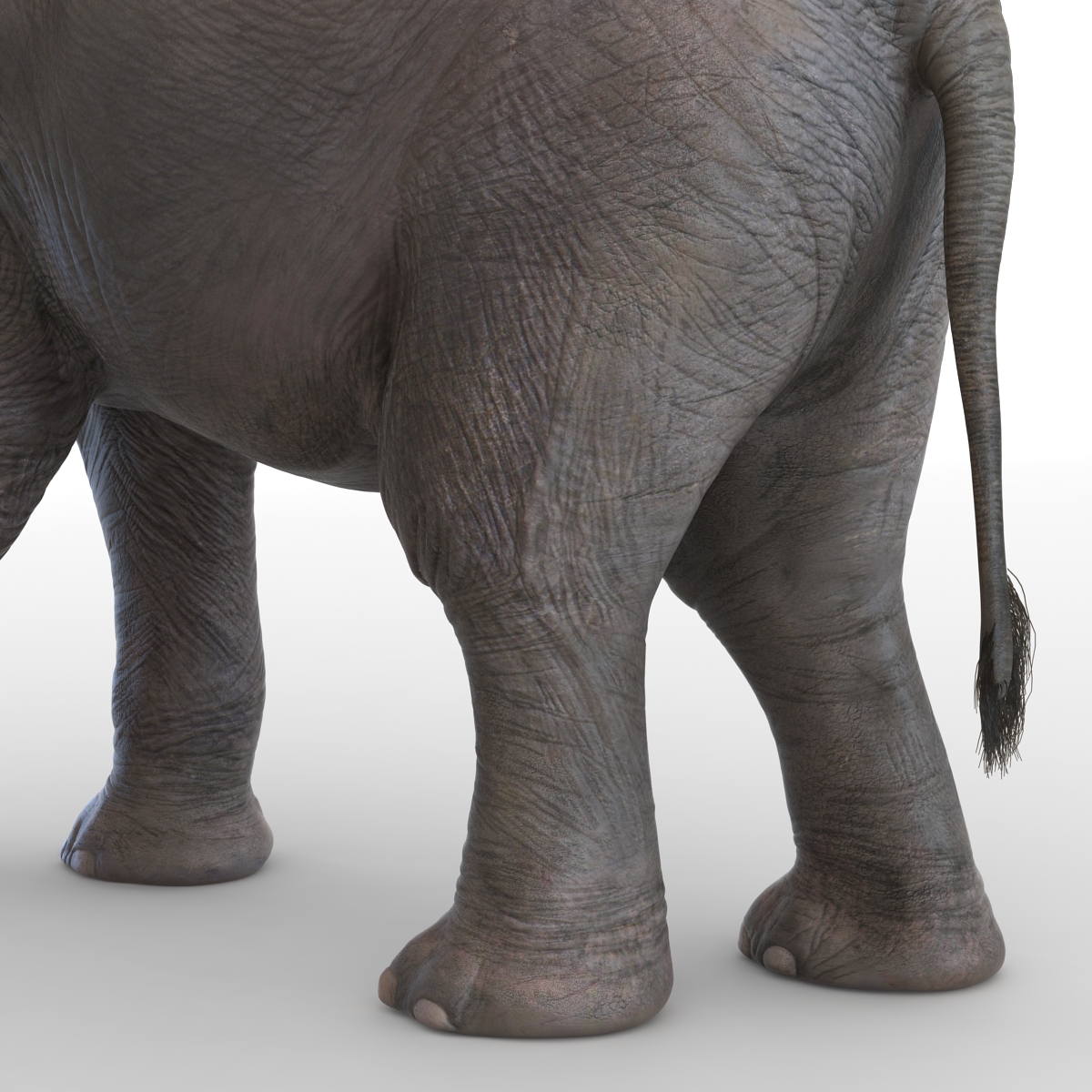 3D model Baby Elephant Pose 2